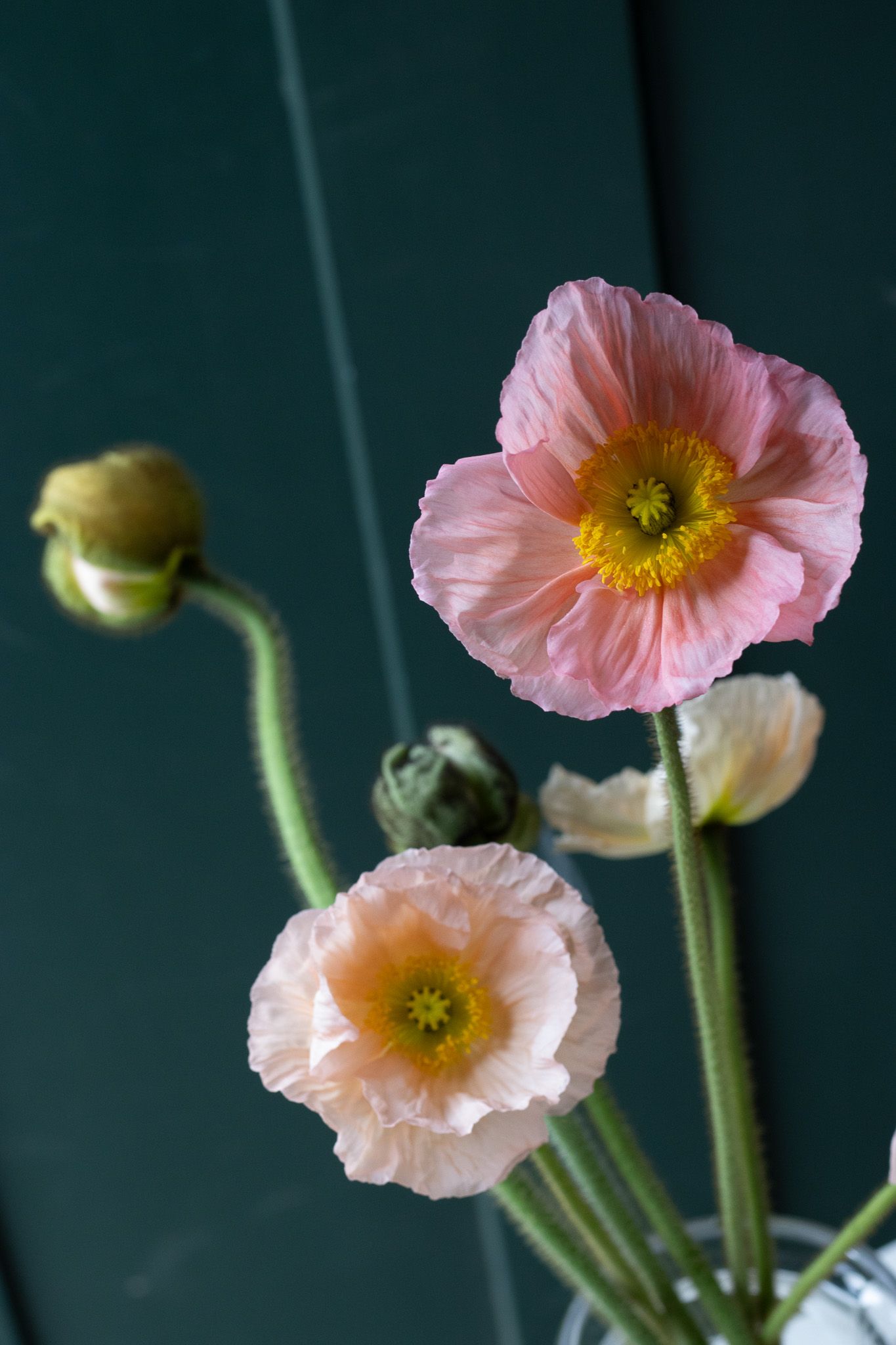 pink ruffled Italian poppy premium cut flower locally grown in Lancaster Ohio