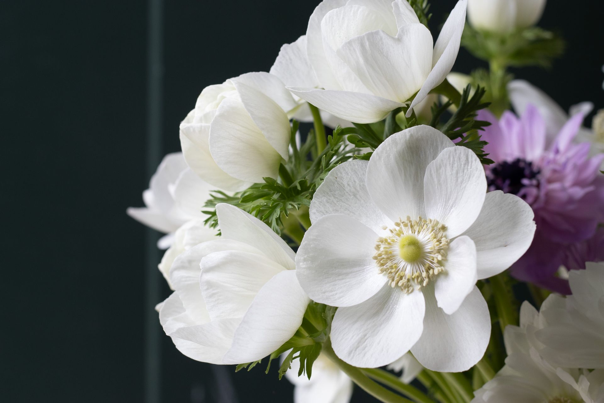 anemone mix premium cut flower locally grown in Lancaster Ohio