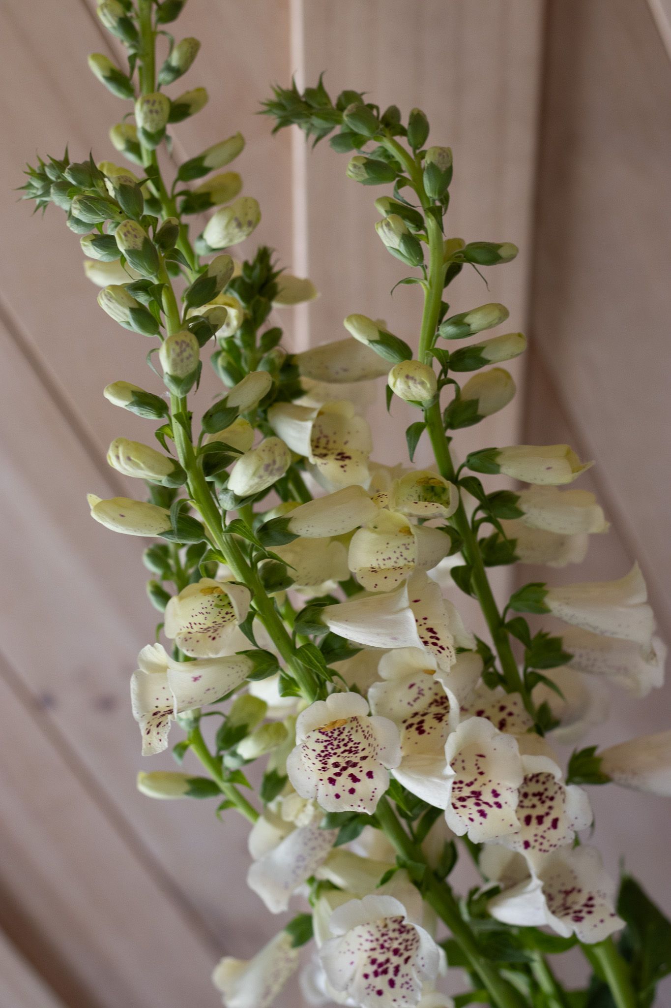 White foxglove specialty cut flowers locally grown in Lancaster Ohio