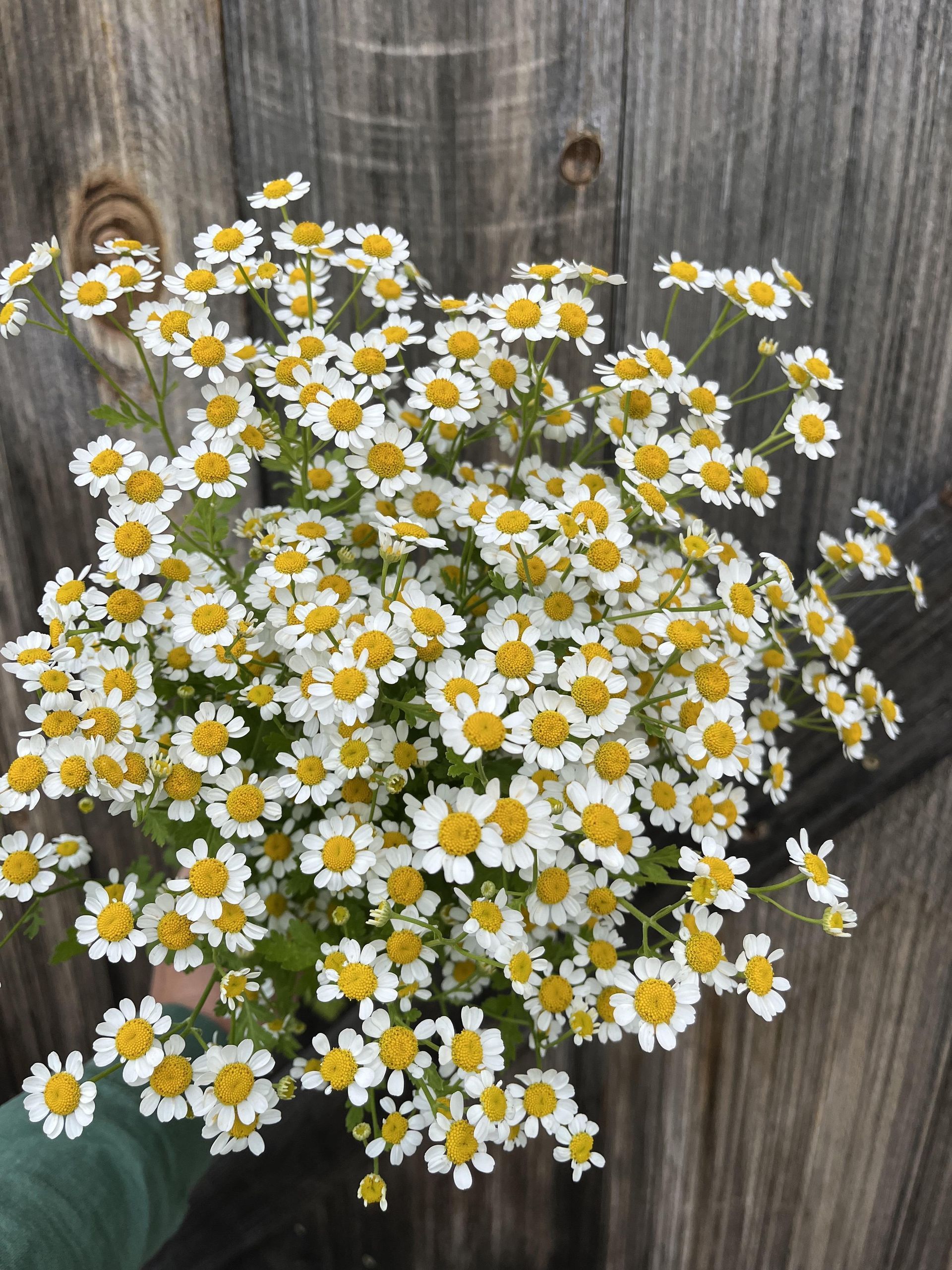 Feverfew which looks like tiny daisies for florists locally grown in Lancaster Ohio