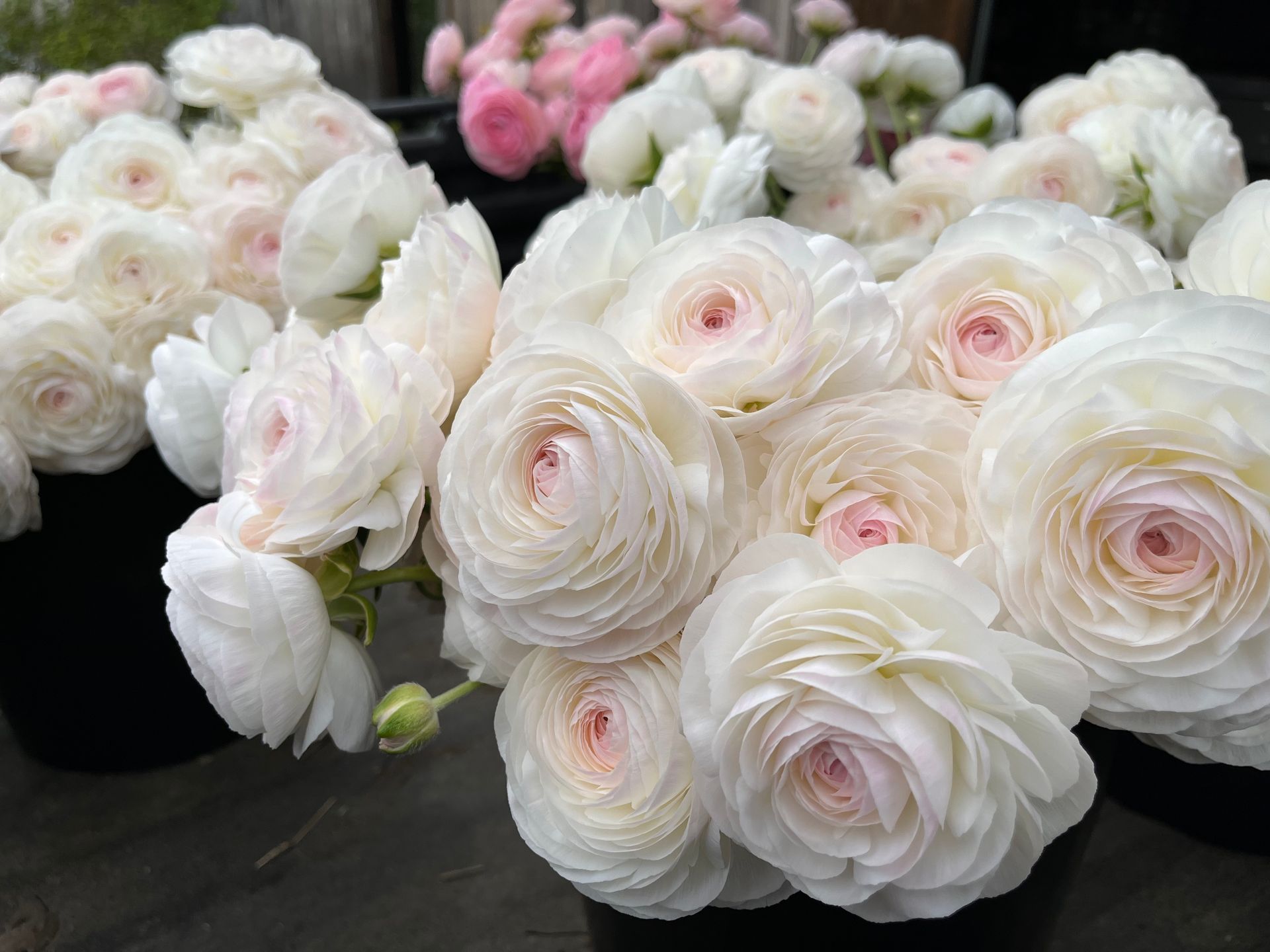 romantic ranunculus locally grown in Lancaster Ohio in spring