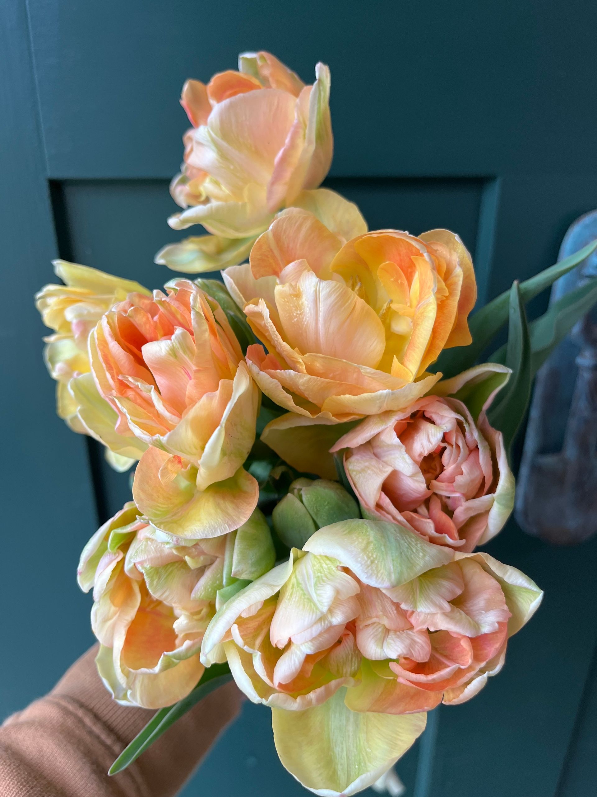 'Charming Beauty' tulip in spring locally grown in Lancaster Ohio