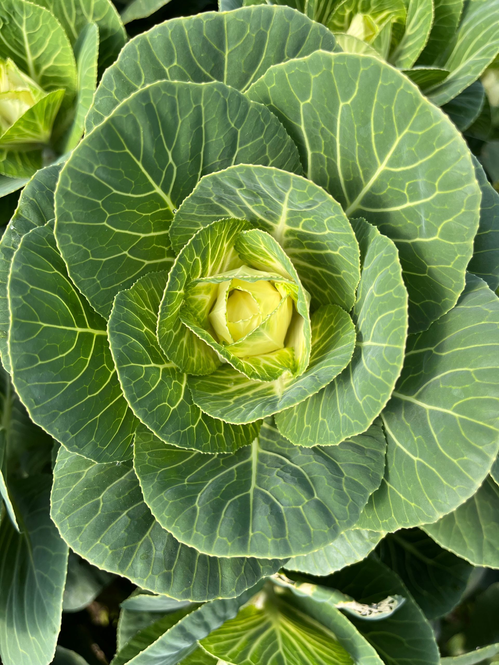 White cabbage locally grown in Lancaster Ohio as a cut flower for floral arrangements
