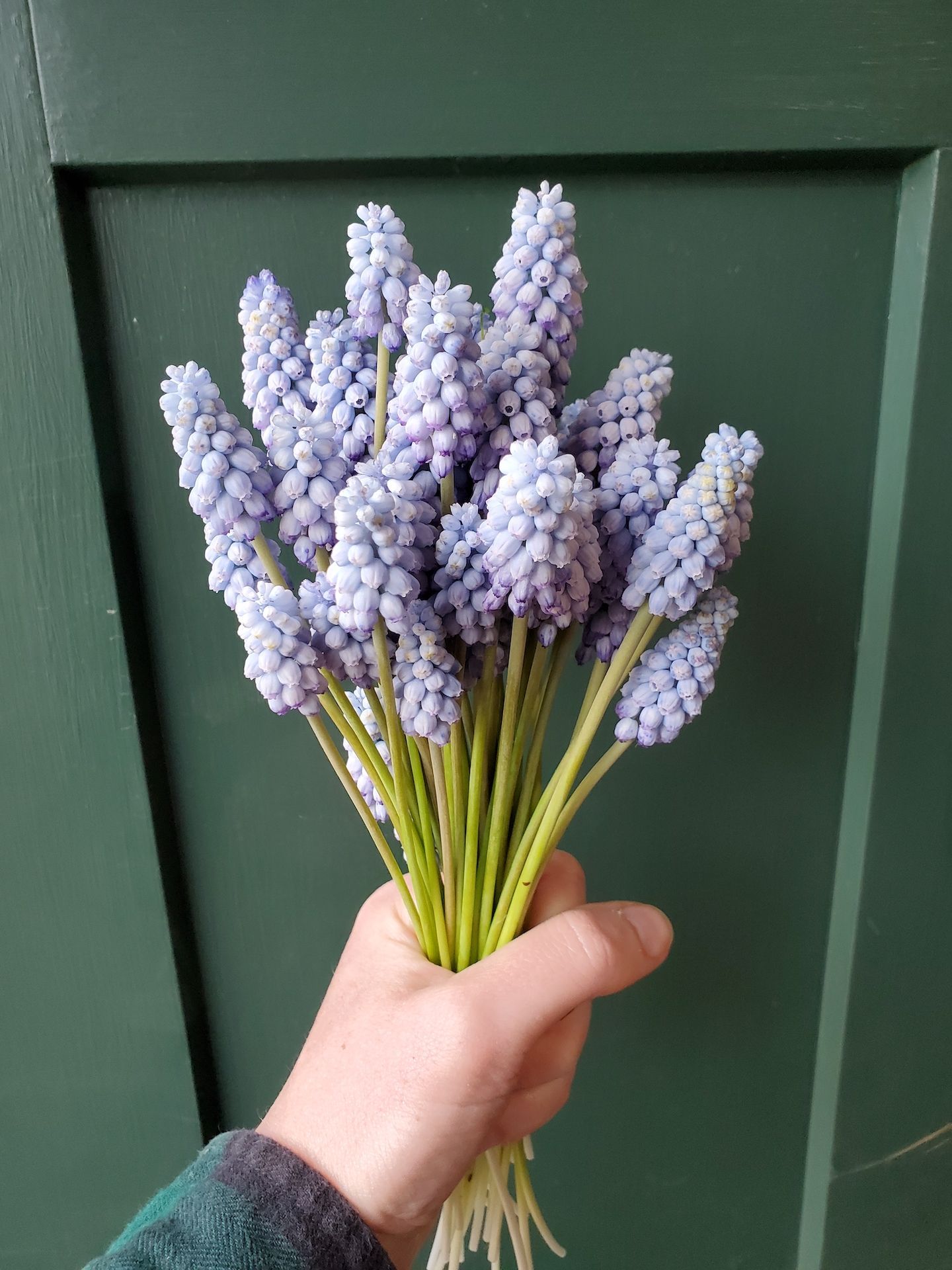 muscari grape hyacinth locally grown in Lancaster Ohio