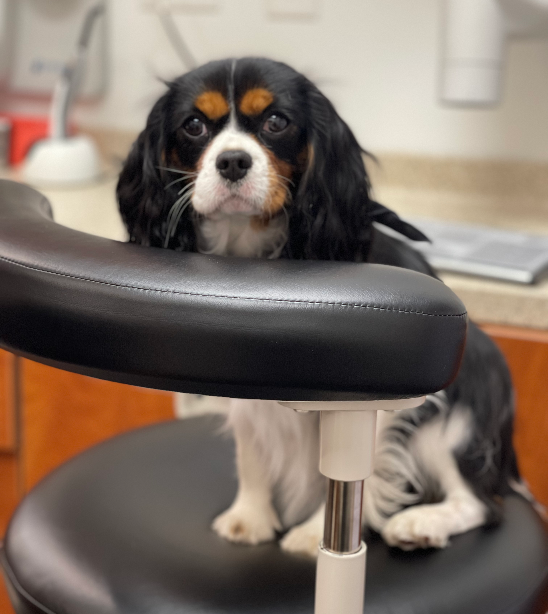 Friendly Dental Staff in Salem MA Senorita Diente | Dog | Dentist Salem MA | Teeth Cleaning, Whitening, Root Canals