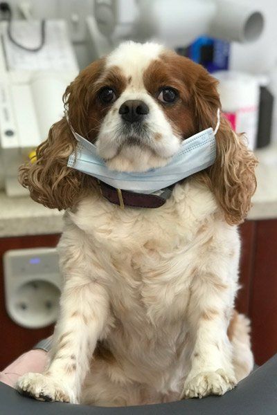 Friendly Dental Staff in Salem MA Senorita Diente | Dog | Dentist Salem MA | Teeth Cleaning, Whitening, Root Canals