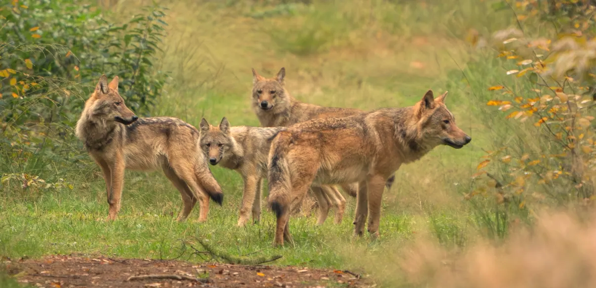 afschot wolf Bram was in strijd was met de vergunningvoorschriften