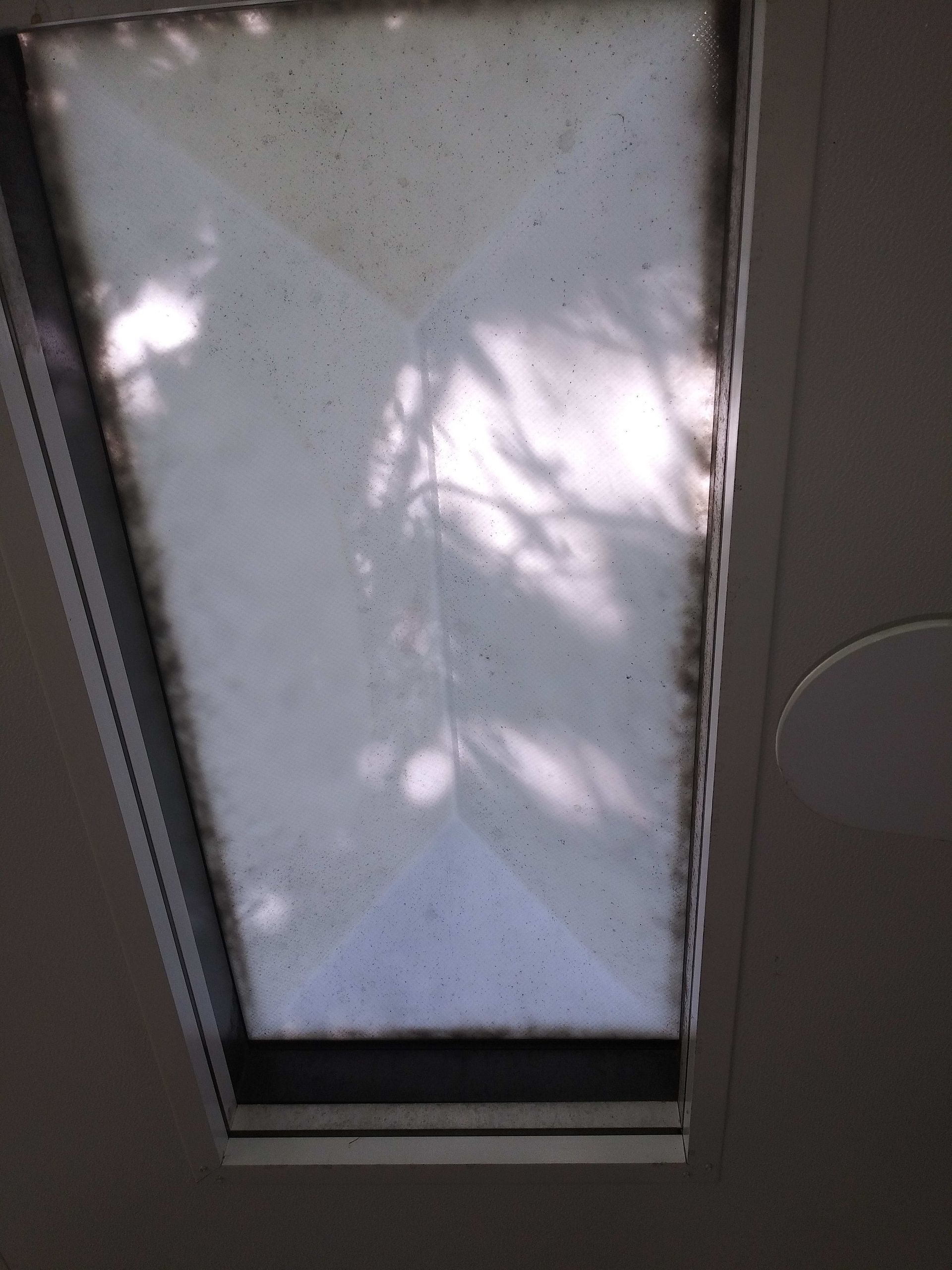 Skylight with visible black mold and shadows of tree branches.