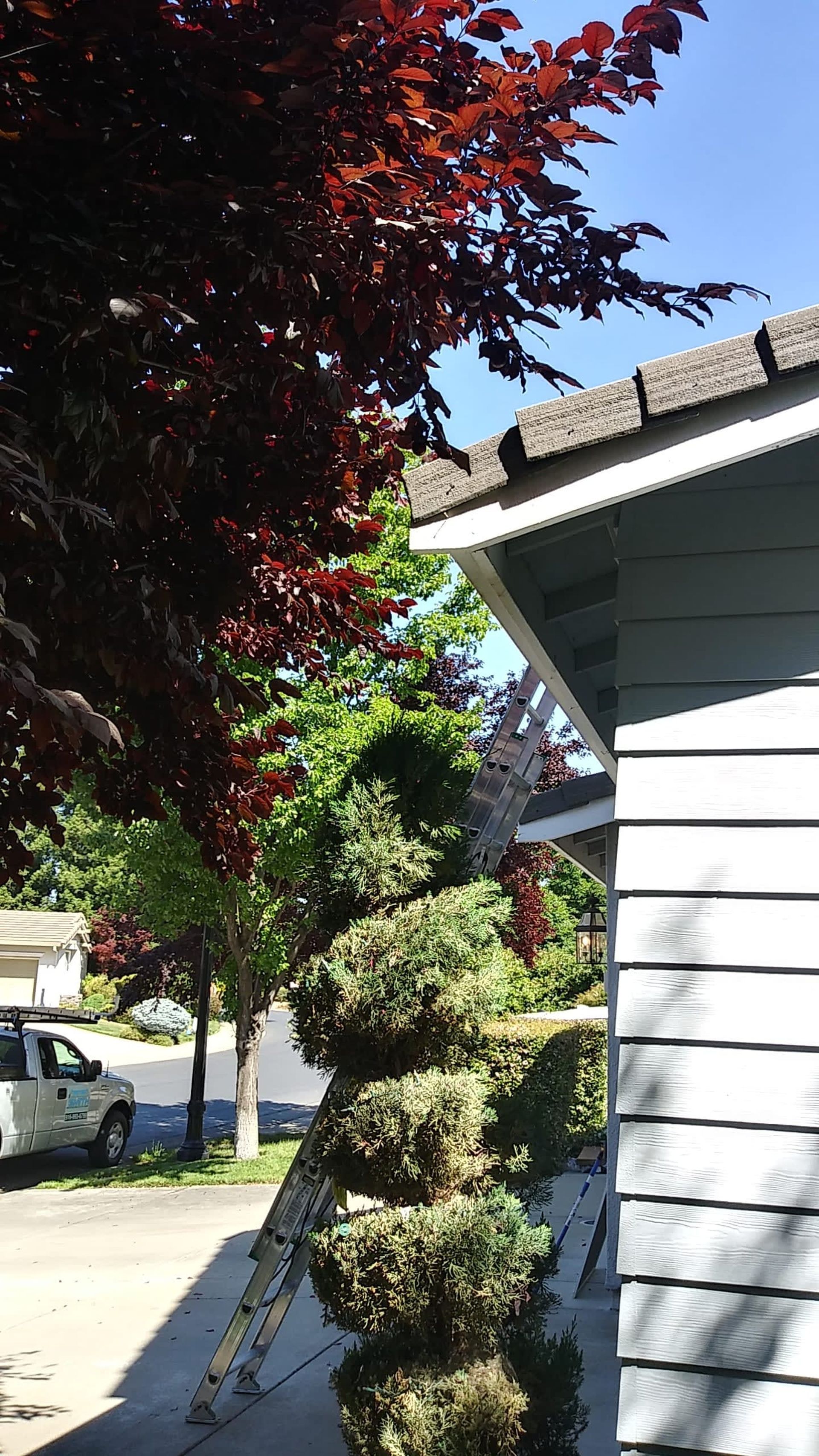 Ladder propped against a house, trimming a hedge near a dark red tree.