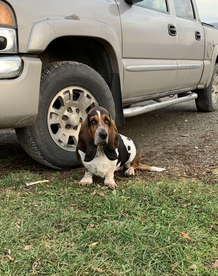 Basset hound sitting on grass beside a silver pickup truck.