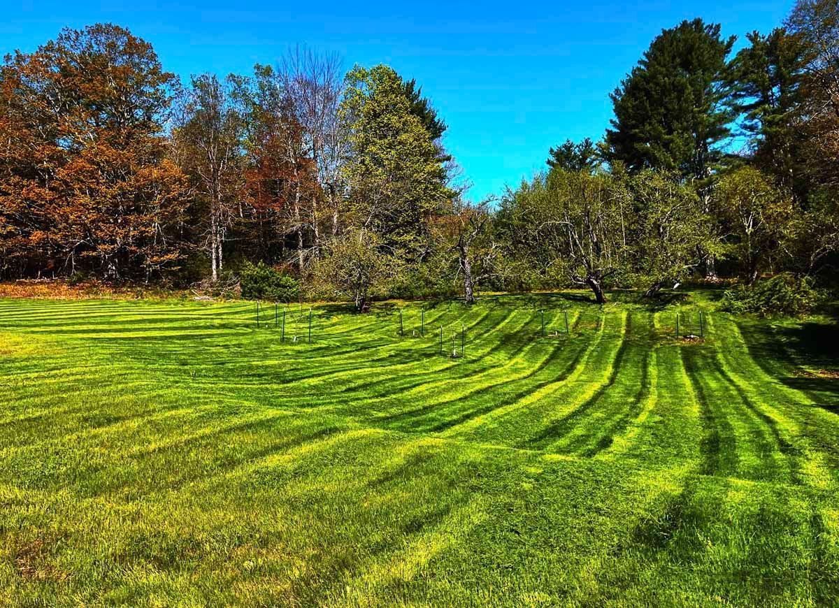 Bright green mowed field with curved stripes, bordered by autumn trees under a blue sky