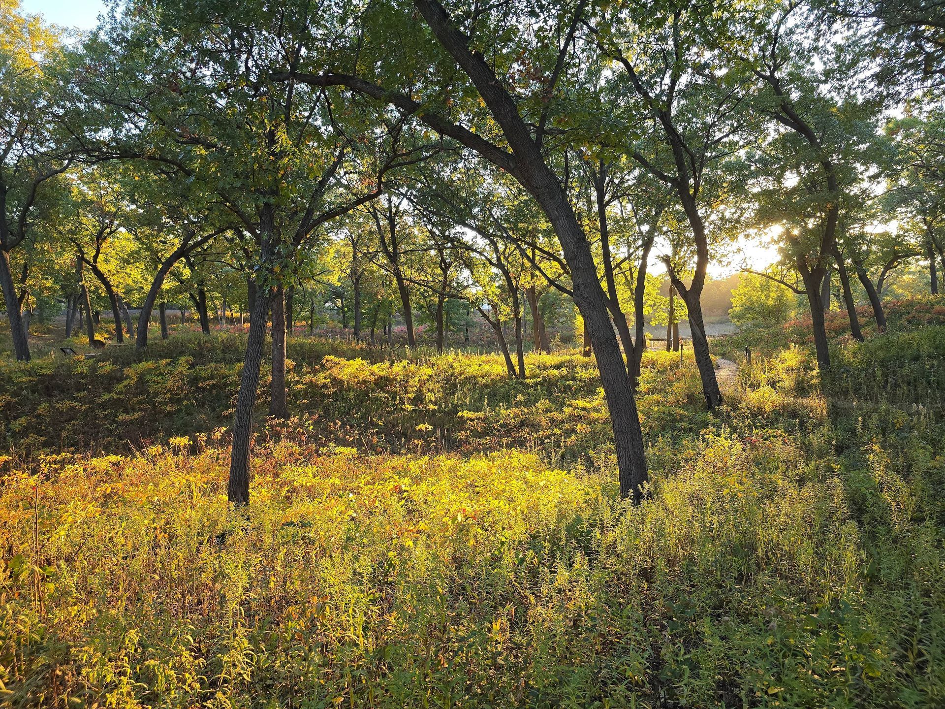 Sunlit forest, trees with dark trunks, yellow and green undergrowth, sun peeking through the canopy.