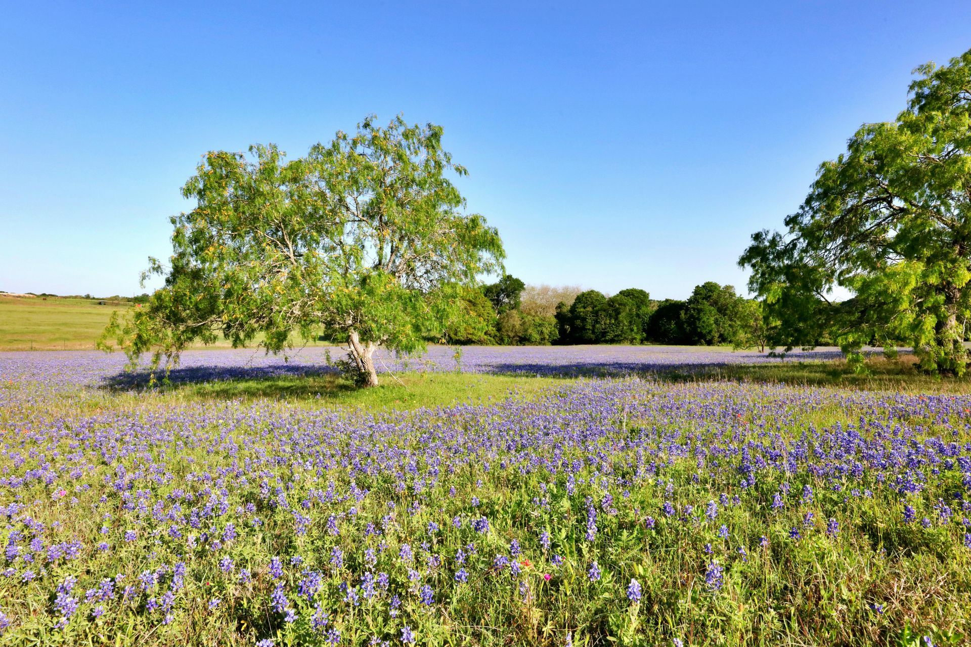 Field of blue wildflowers with trees under a clear blue sky.