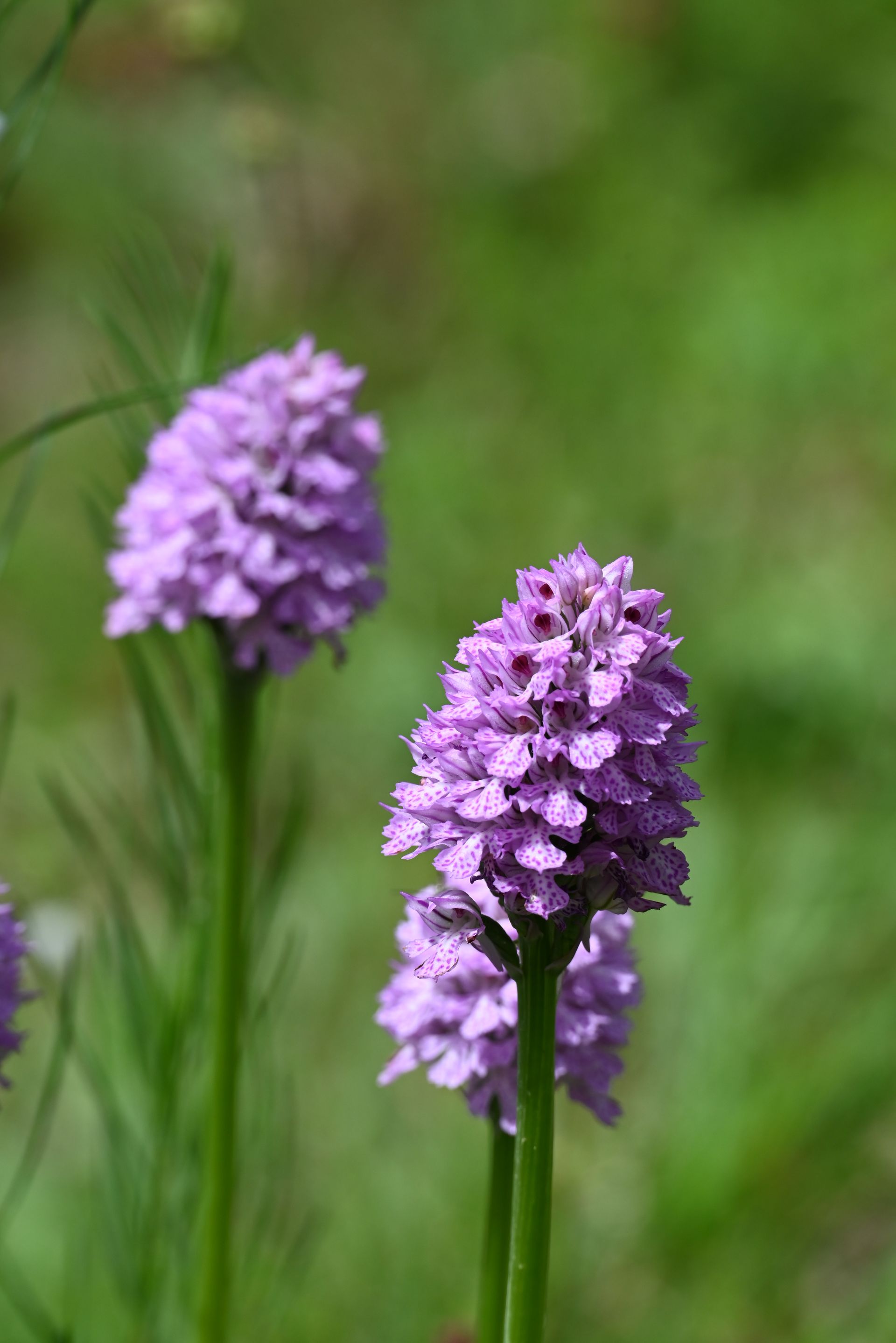 Orchidee spontanee dei Monti Frentani