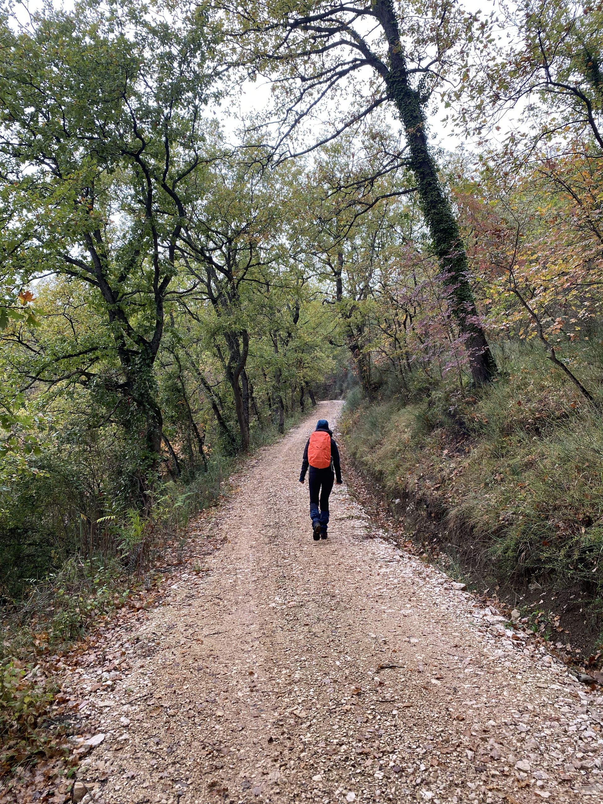 Escursioni in bosco Monti Frentani