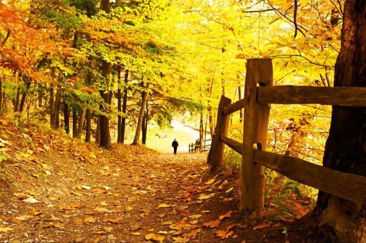 A person is walking down a path in the woods.
