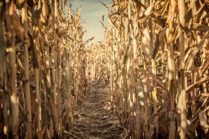 There is a path in the middle of a corn field.