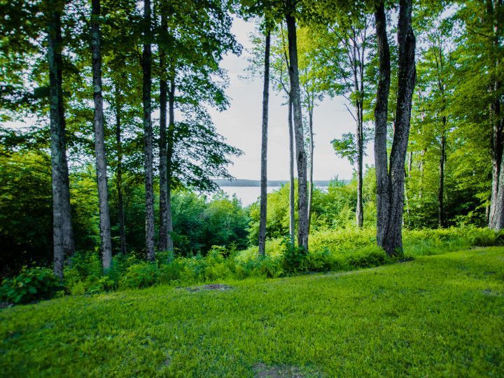 A lush green forest with a lake in the background