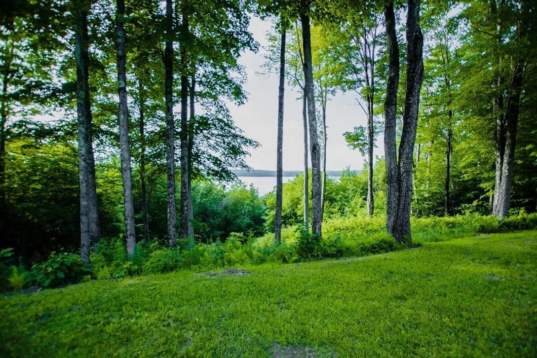 A lush green forest with trees and grass and a lake in the background.