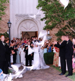 Wedding couple releases doves outside a church as guests applaud at the entrance