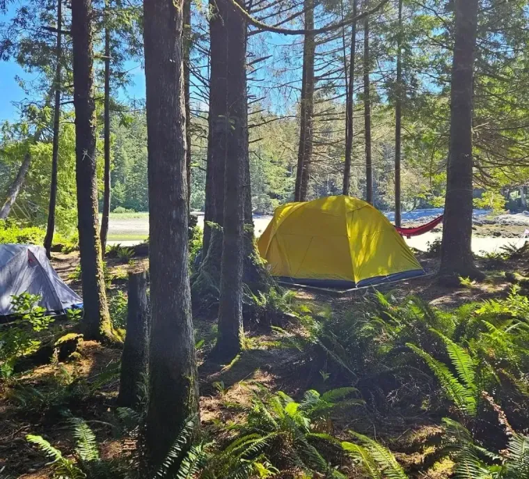 Two tents, one yellow and one light grey, are pitched in a sunlit forest clearing with ferns and tall trees.