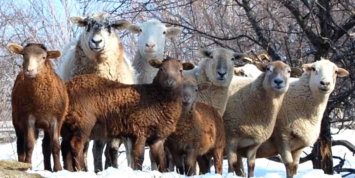 Group of sheep, some brown and some white, standing in snow, looking towards the viewer.