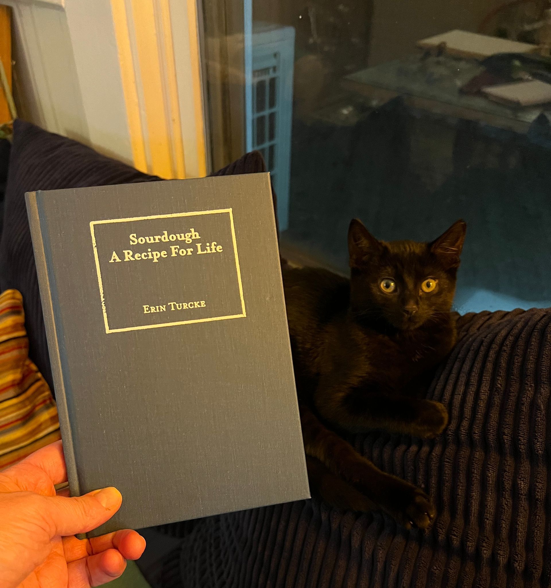 Hand holding sourdough bread recipe book next to a black cat on a blue couch.