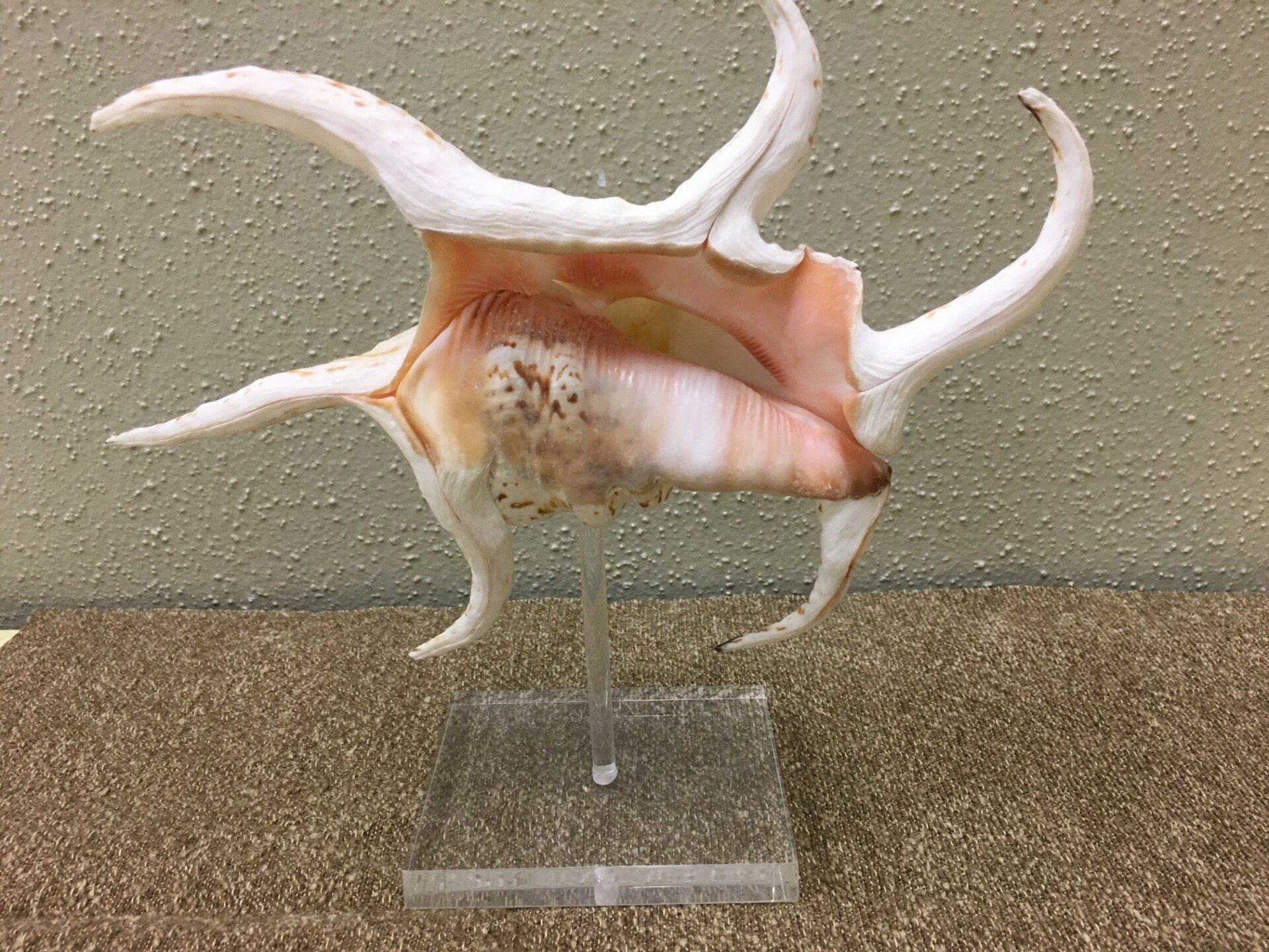 Shell Decoration