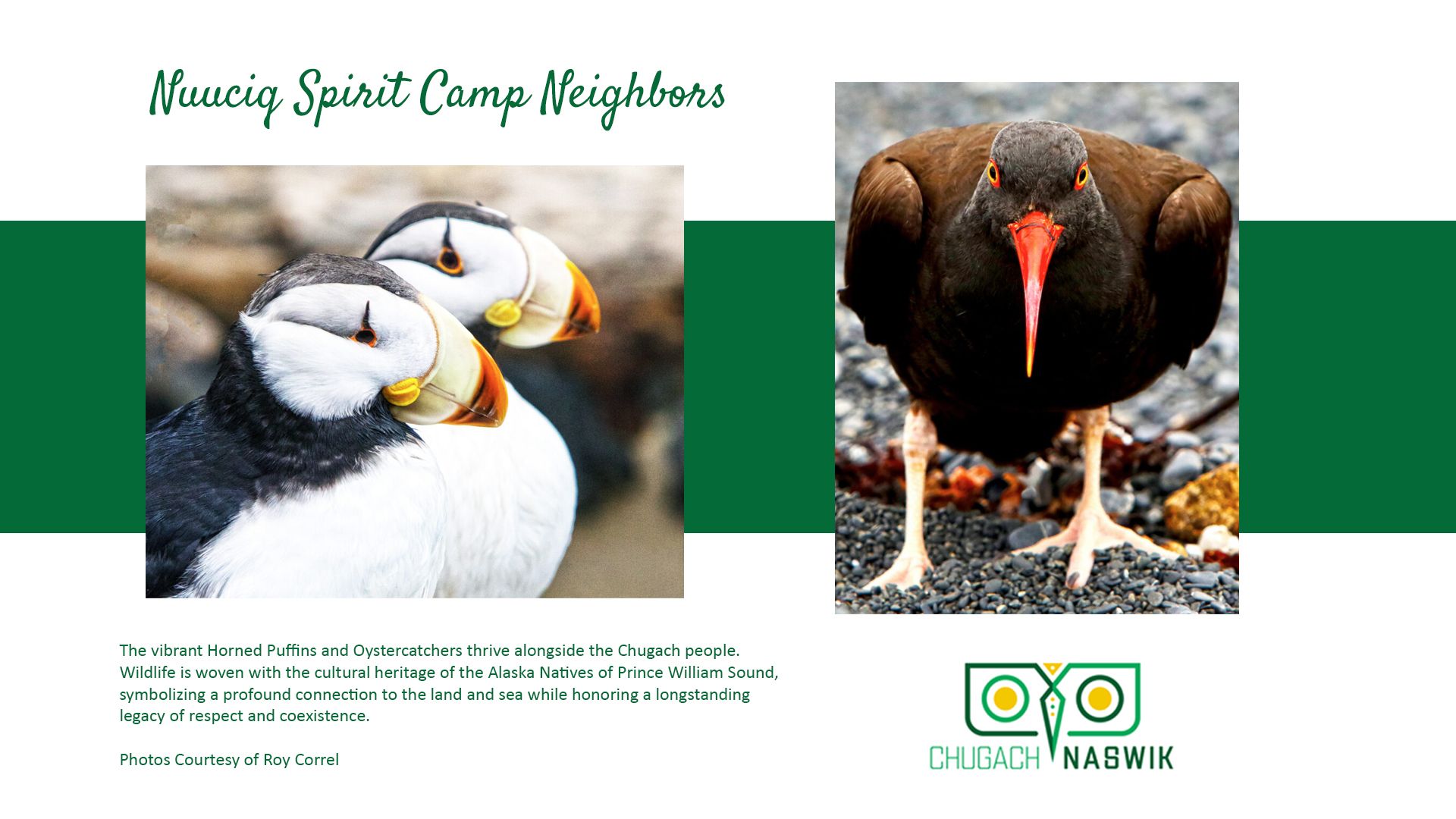 Two puffins and a black oystercatcher bird. Dark green and white background.