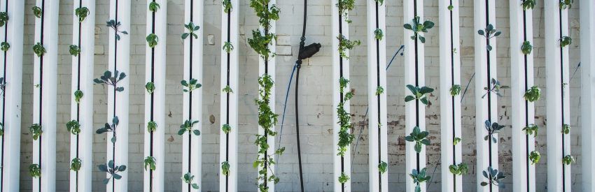 White vertical metal fence with green vines and a small black bird perched near the center