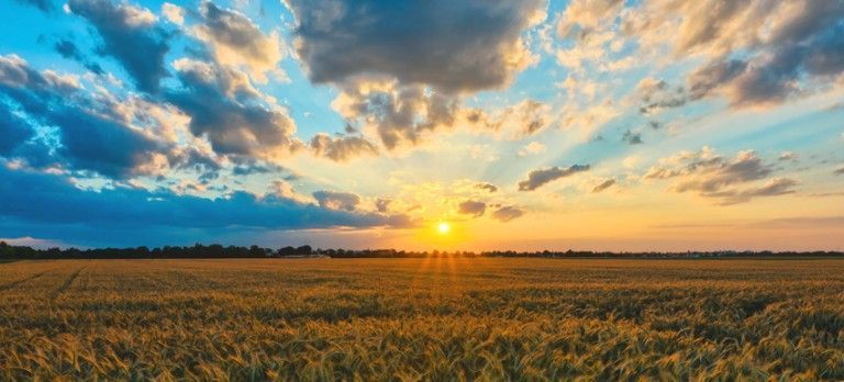 Golden sunset over a grassy field with dramatic clouds and a distant tree line