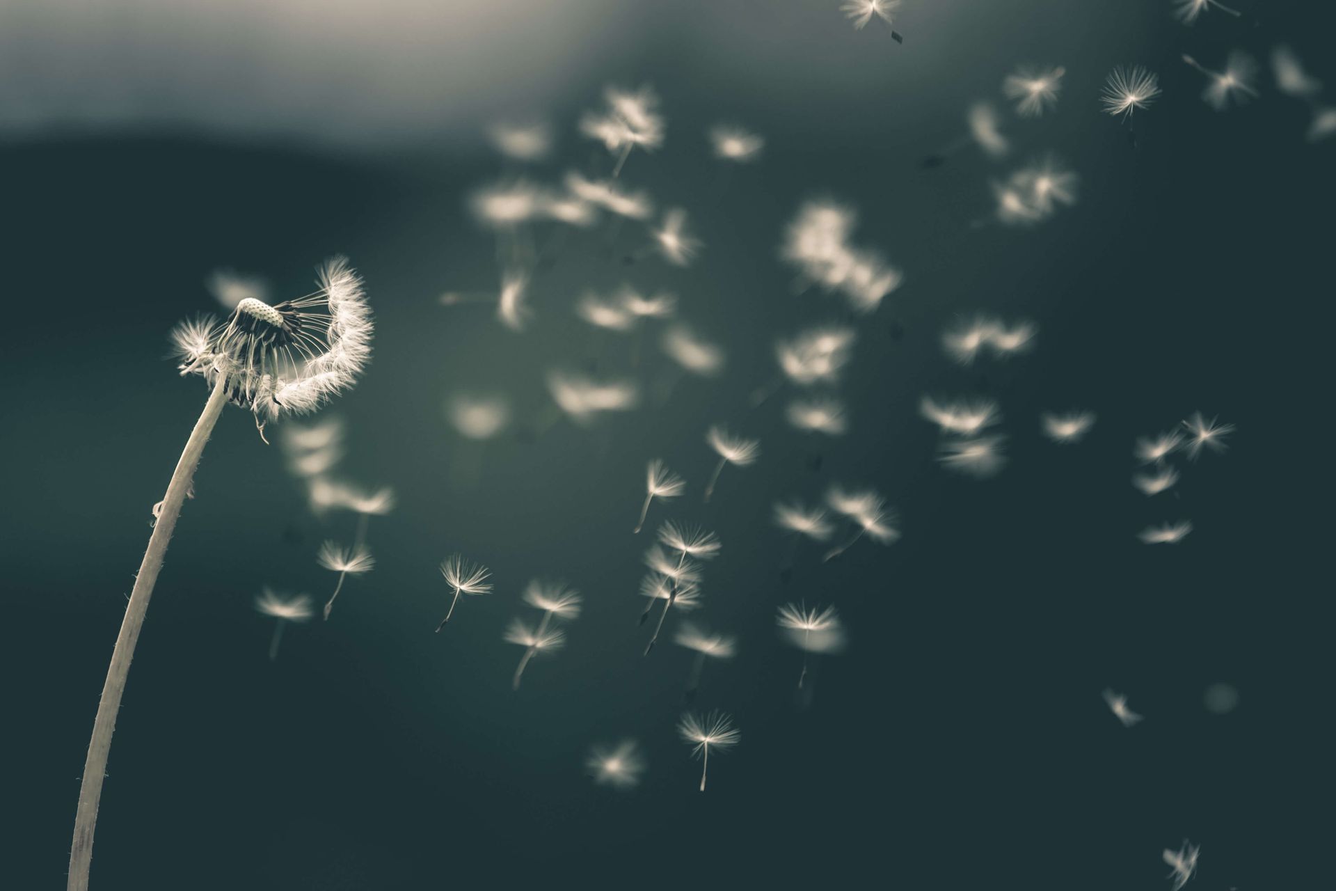 Dandelion clock with seeds blowing away in the wind, against a dark teal background.