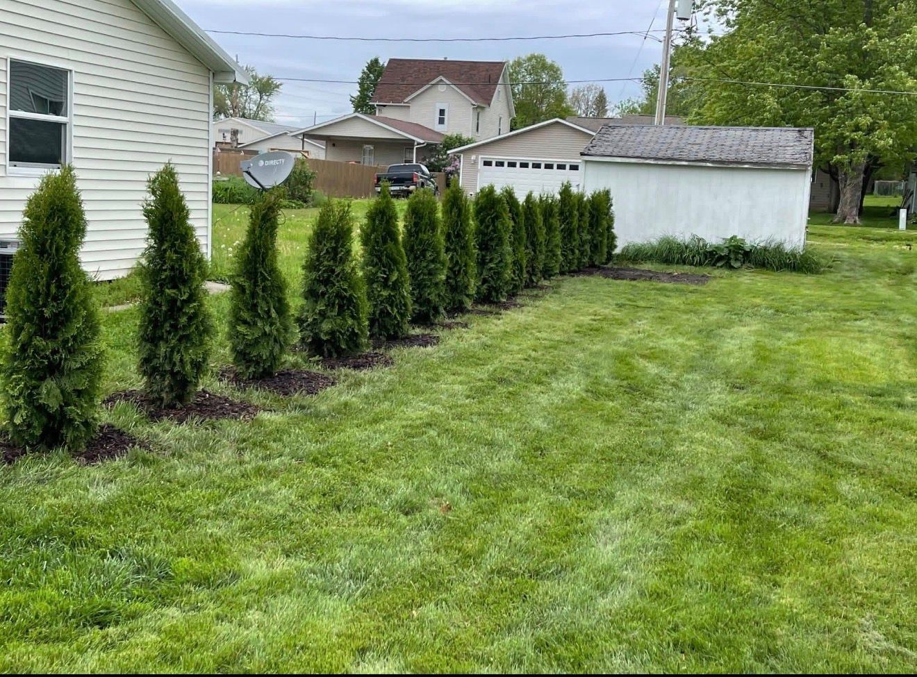 Backyard lawn with a row of evergreen shrubs beside a white house and garage