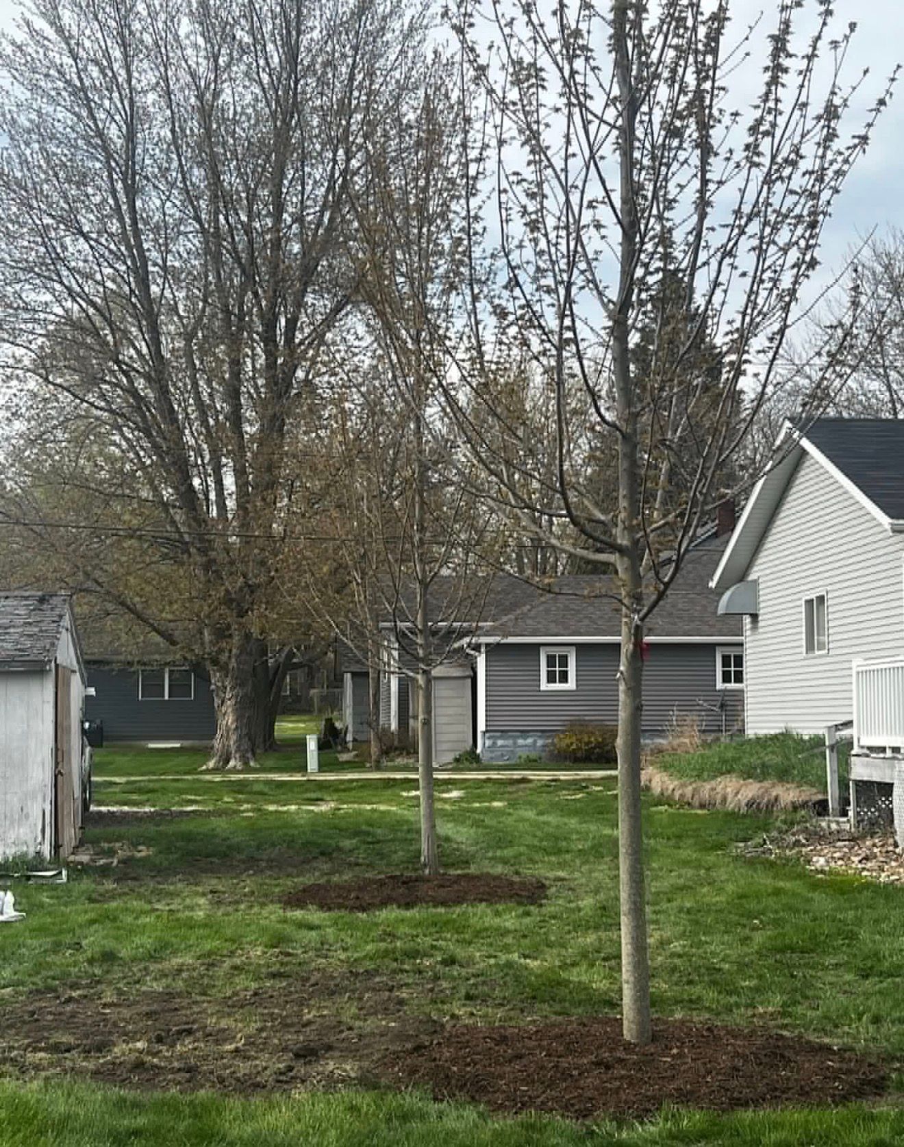 Backyard with young leafless trees, mulch rings, grass, and houses in the background