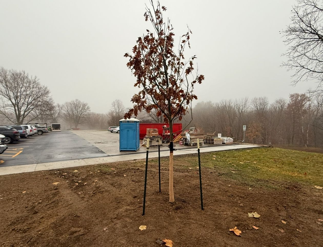 Young tree staked in a parking lot beside a blue dumpster and red truck on a foggy day