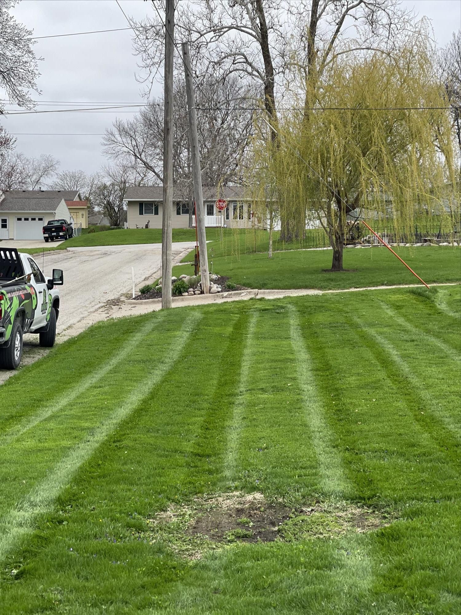 Freshly mowed lawn with striped grass, a tree, and a street with houses under cloudy skies