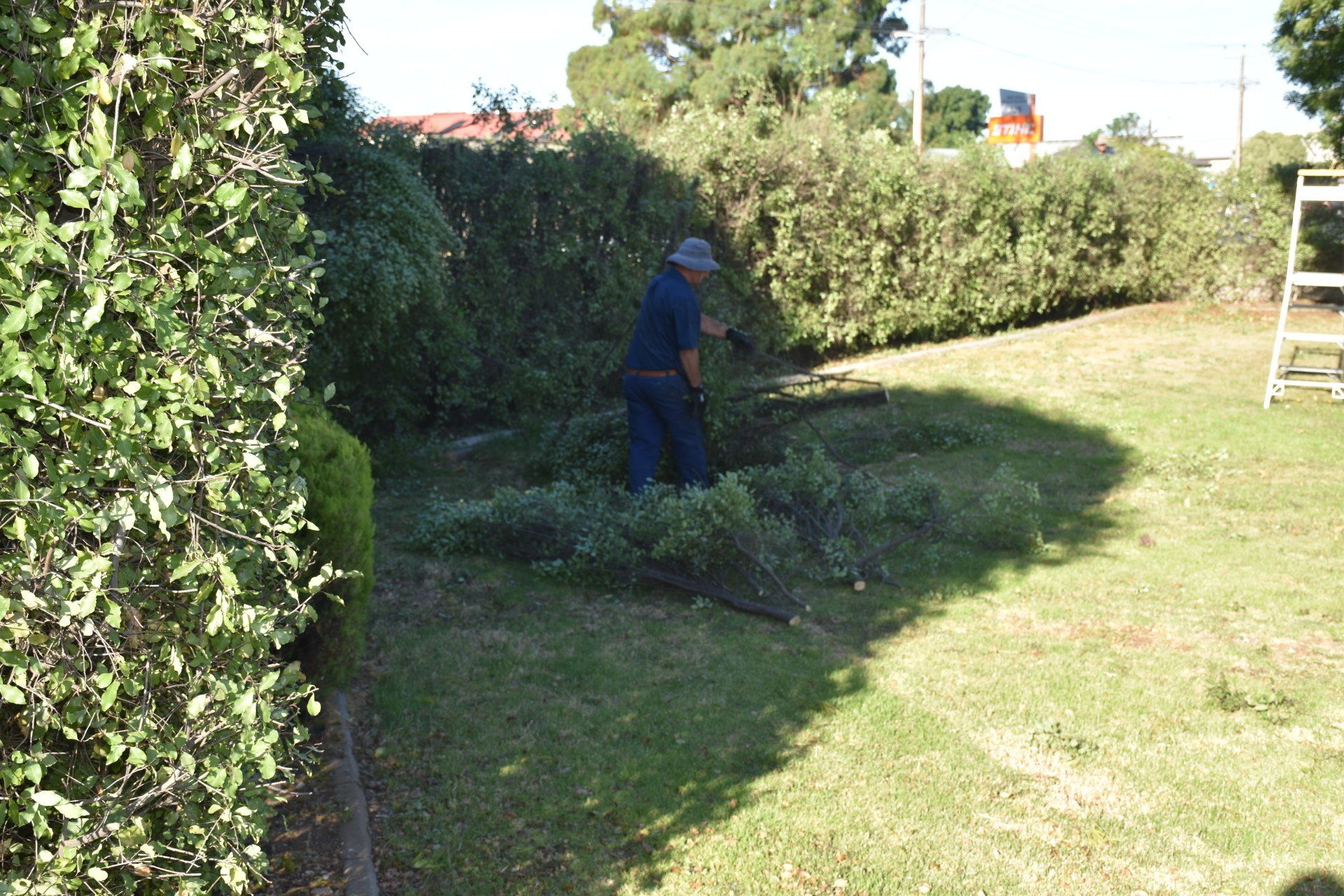 Before Hedging — Mount Gambier, SA — Leroy’s SA