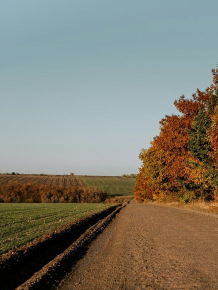 A dirt road going through a field with trees on both sides.