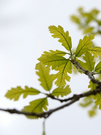 A tree branch with green leaves against a white background