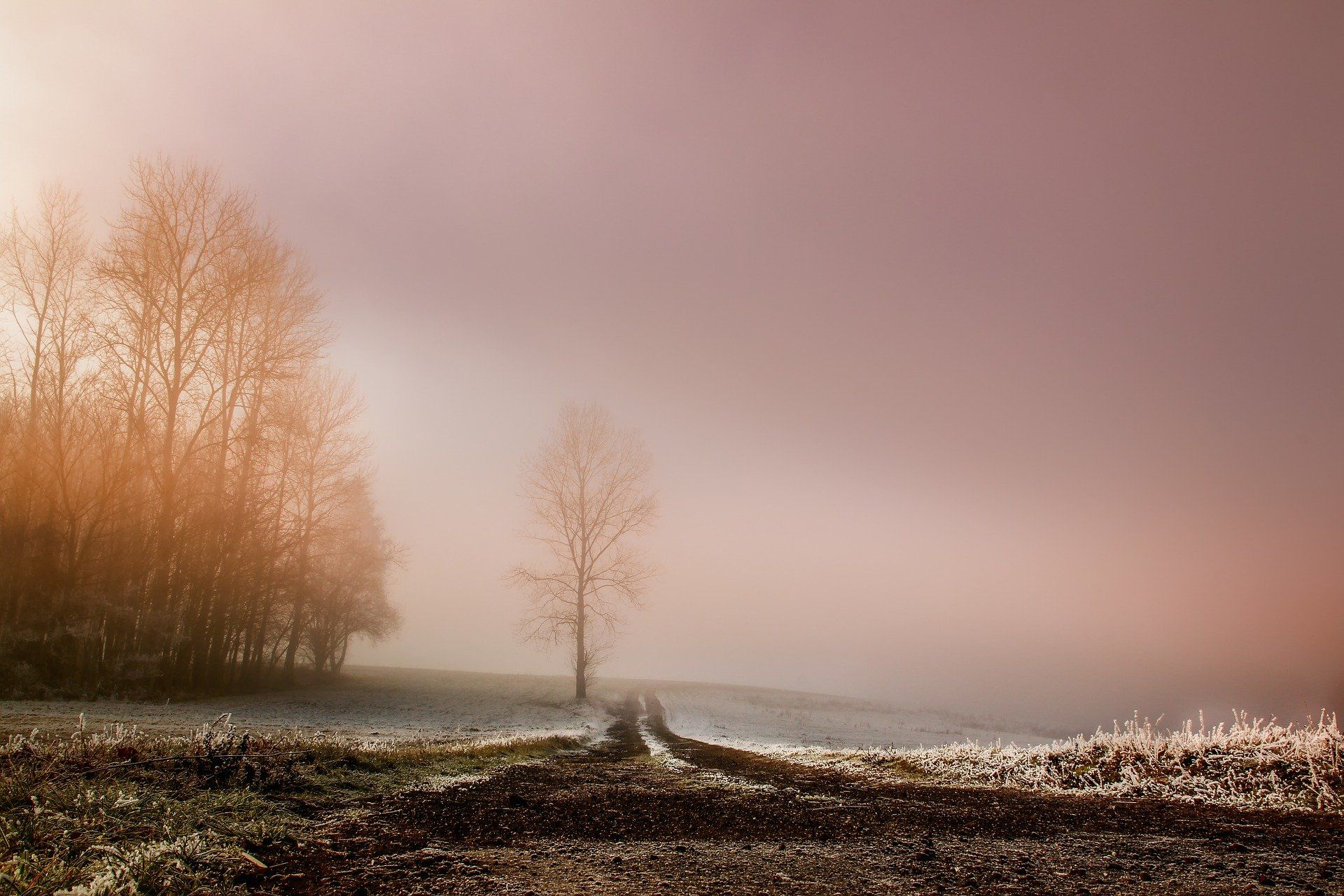 Foggy vista with frosty trees