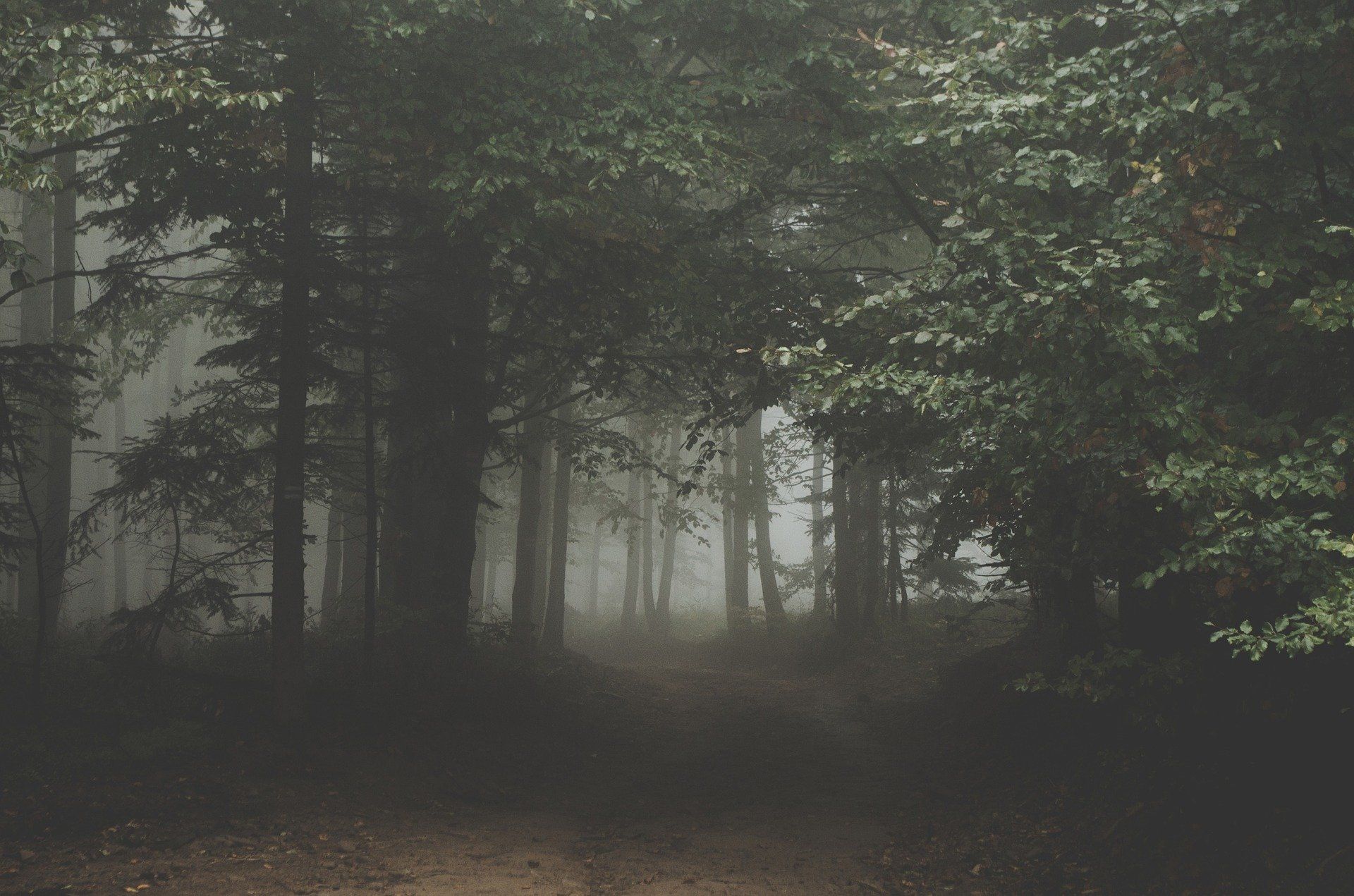 Foggy Contemplative Forest