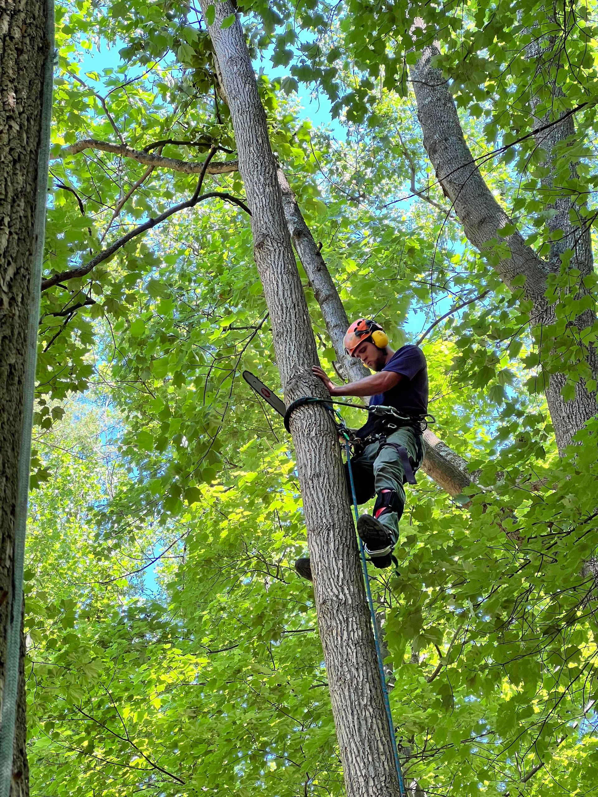 Weeks Tree Service
