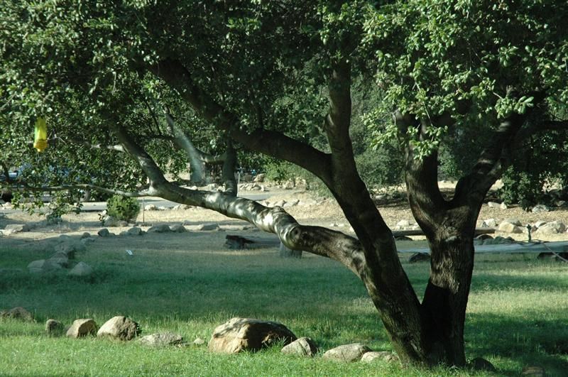 Tree with dark trunk and green leaves, growing in a grassy area with rocks.