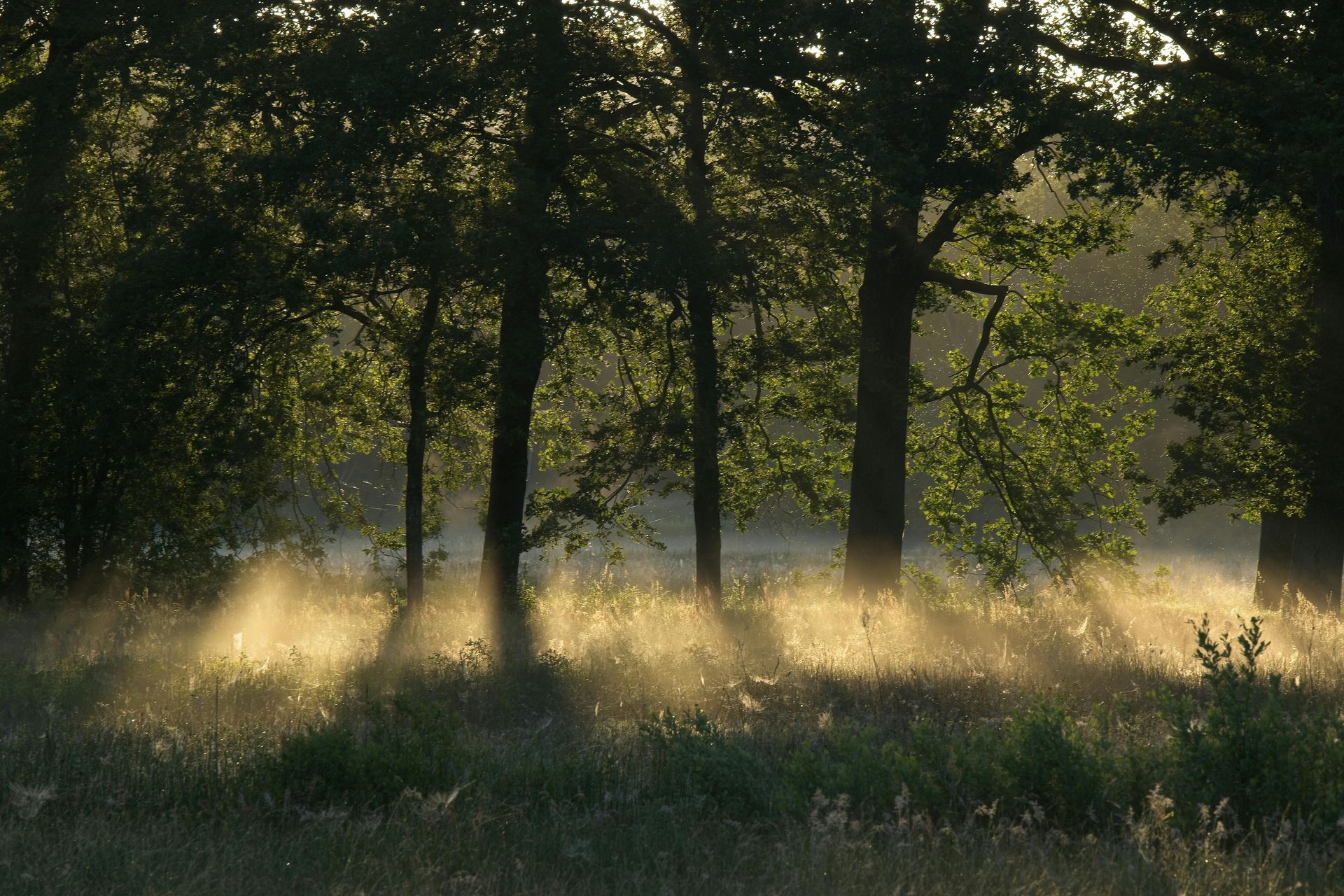 Trees
