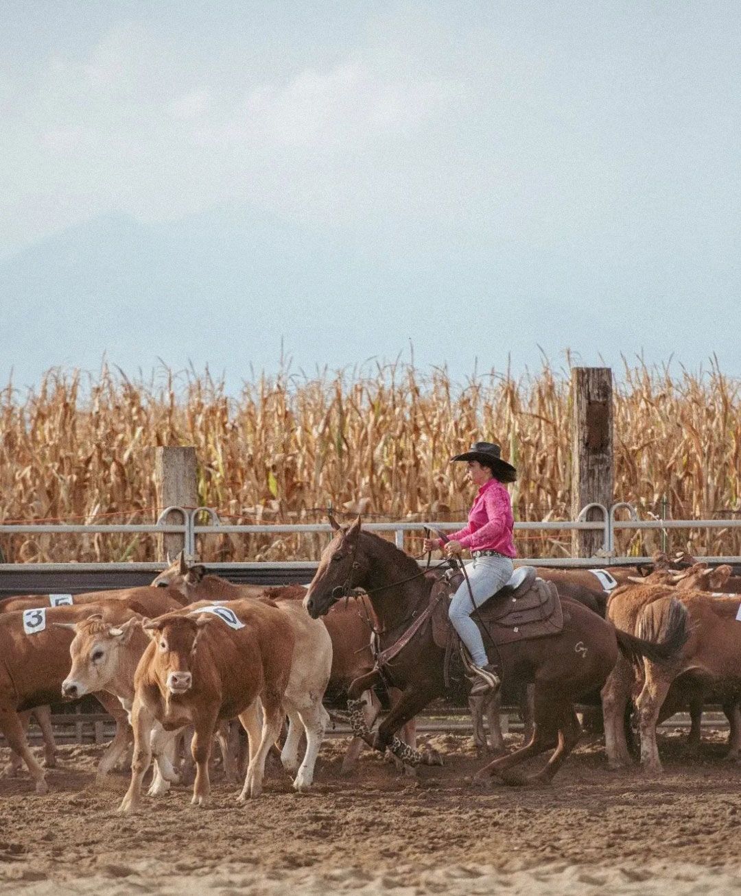 una donna cavalca un cavallo in una mandria di bovini.