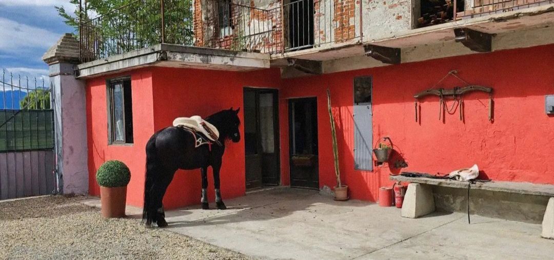 pony