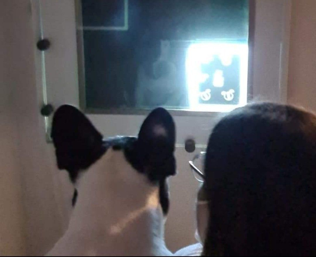 Ein Hund beobachtet einen Bildschirm, auf dem eine helle, weiße Form mit drei kleinen Symbolen zu sehen ist.