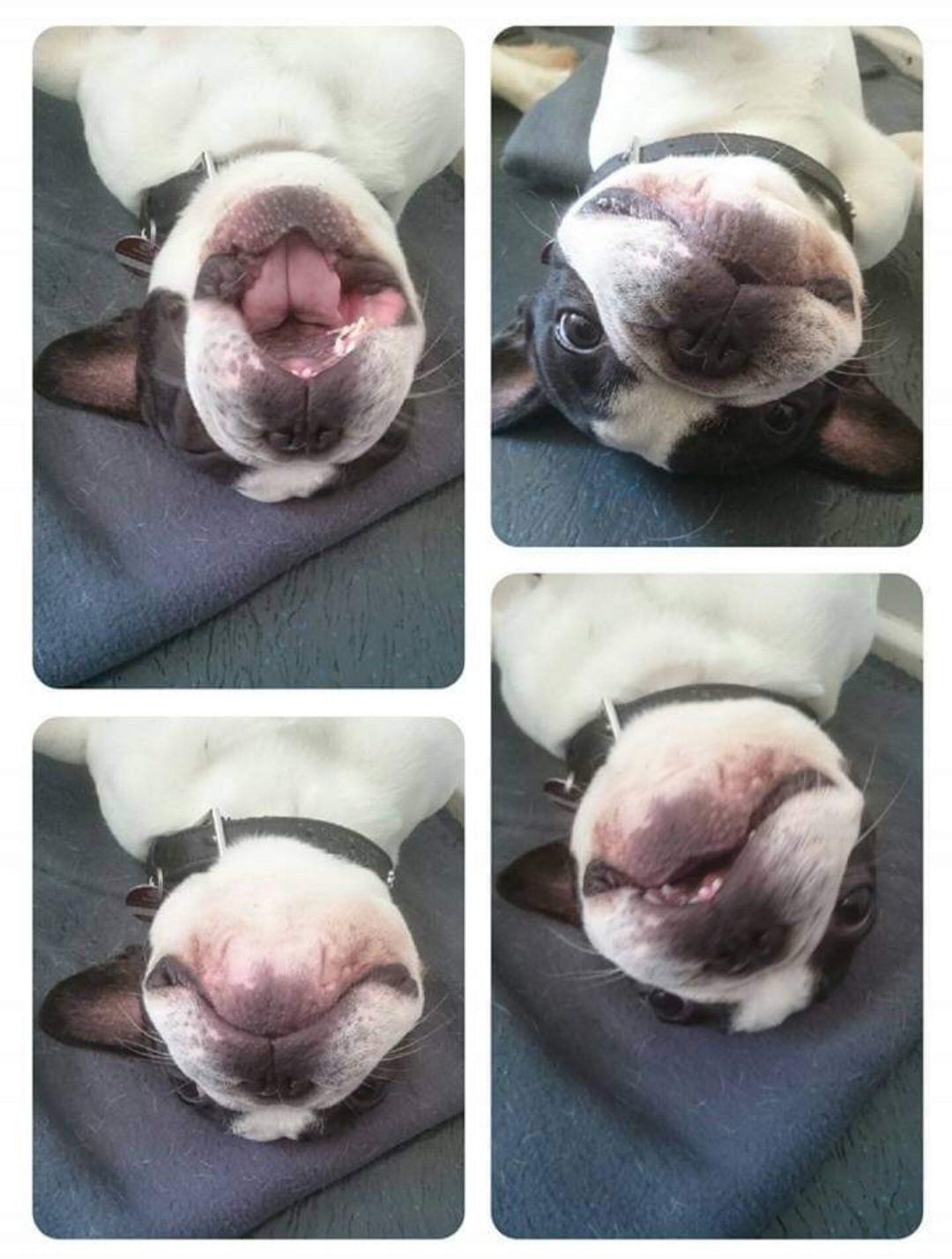 Vier Fotos eines Hundes, der kopfüber auf einer blauen Decke liegt und dessen Gesicht und geöffnetes Maul zu sehen sind.
