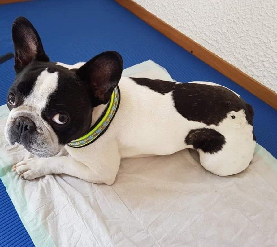 Französische Bulldogge, schwarz-weißes Fell, liegt auf einer blauen Matte, schaut nach oben und trägt ein Halsband.