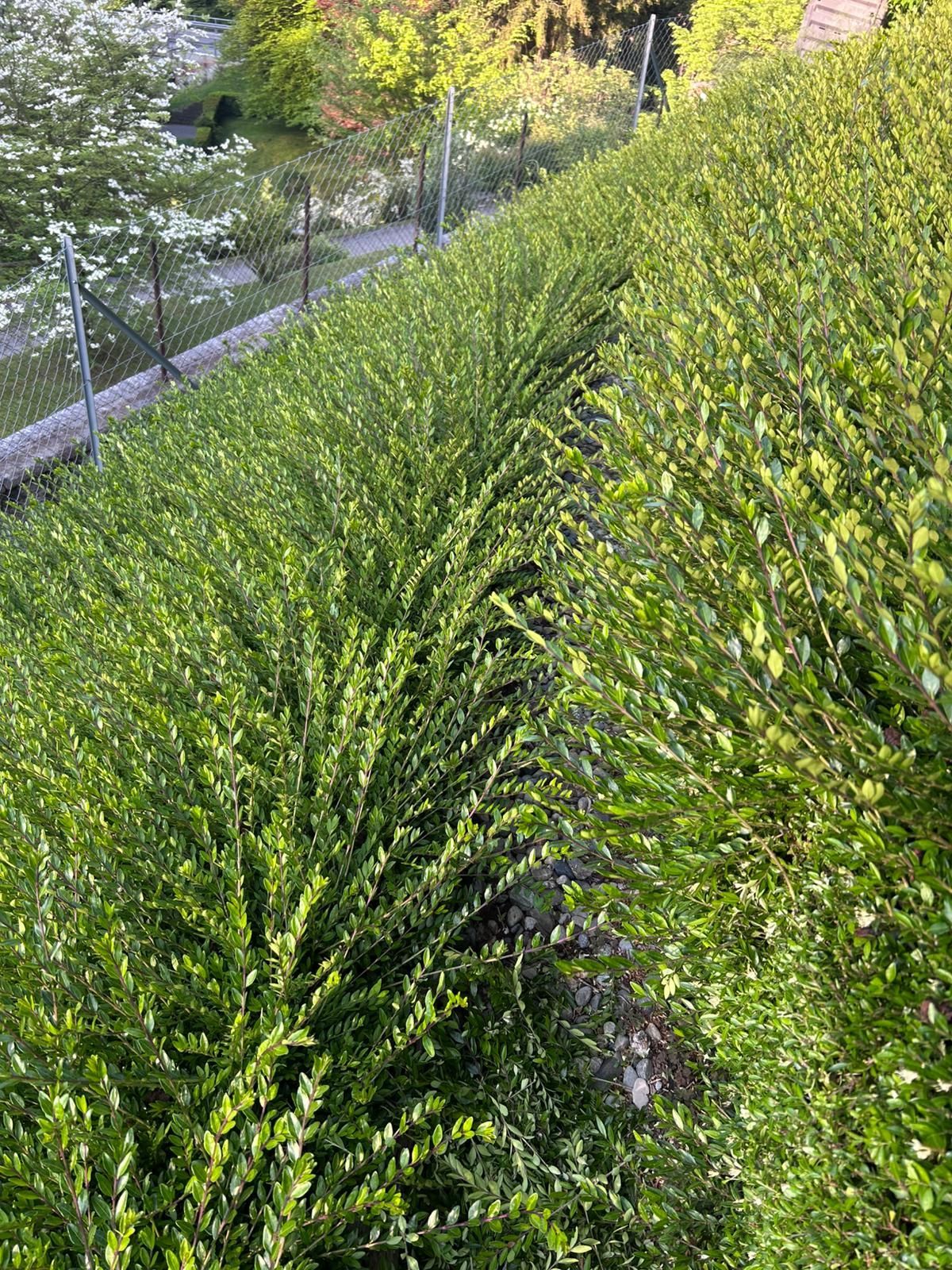 giardini Svizzera Vassalli & Bronner Lugano Bosco Luganese